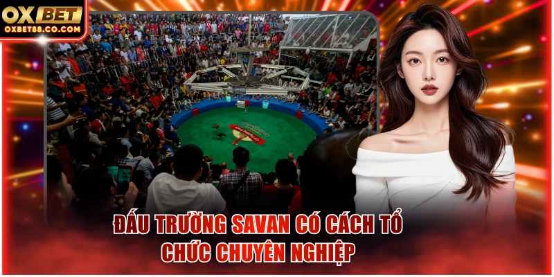 Đấu trường Savan có cách tổ chức chuyên nghiệp