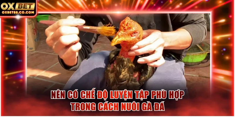 Nên có chế độ luyện tập phù hợp trong cách nuôi gà đá