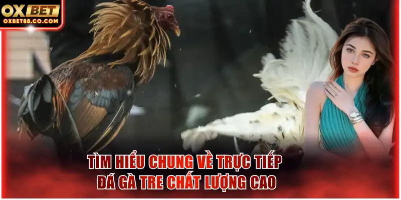 Tìm hiểu chung về trực tiếp đá gà tre chất lượng cao
